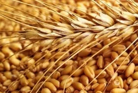 واردات گندم توسط بخش خصوصی آزاد شد (۴ خرداد ۱۴۰۱)