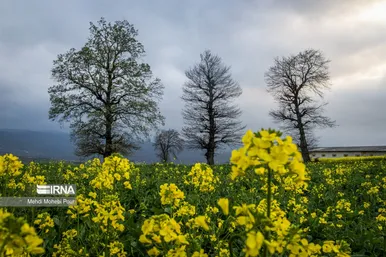 عکس‌هایی از مزارع کلزا