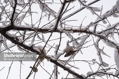 گزارش تصویری | بارش زیبای برف در مشهد