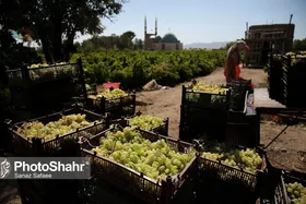 قیمت امروز میوه و تره&zwnj;بار در مشهد (۱۸ شهریور ۱۴۰۴) | انگور ۴۰ تا ۷۰ هزار تومان