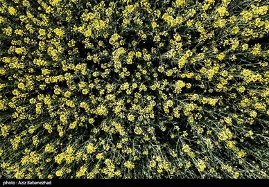 ایران زیباست | کشت کلزا در شهرستان سلسله - لرستان