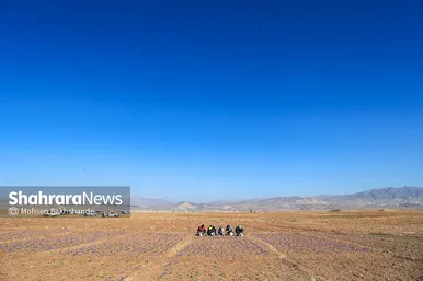 برداشت زعفران از مزارع تربت حیدریه