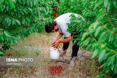 ایران زیباست | برداشت گیلاس در روستای بندبن
