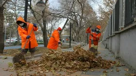 حیات دوباره برگ&zwnj;های پاییزی با تولید خاک ترکیبی در مشهد