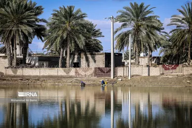 واکسیناسیون دام در مناطق سیل زده
