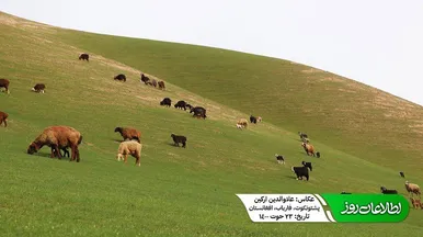 دشت‌های ولایت فاریاب افغانستان در آستانه نوروز