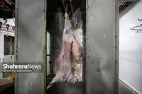 افزایش ۳۴ درصدی عرضه گوشت قرمز به کشتارگاه‌ها | زنگ خطر برای کشتار دام مولد (۲۸ آبان ۱۴۰۴)