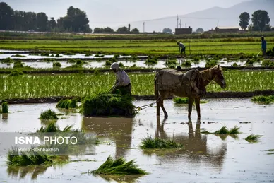به مناسبت روز جهانی کار و کارگر