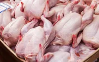 مرغ مازاد تولیدکنندگان خراسان رضوی در صورت متضررشدن مرغداران خریداری می‌شود