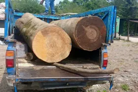 قاچاقچی حرفه&zwnj;ای چوب جنگل&zwnj;های هیرکانی در بابل دستگیر شد
