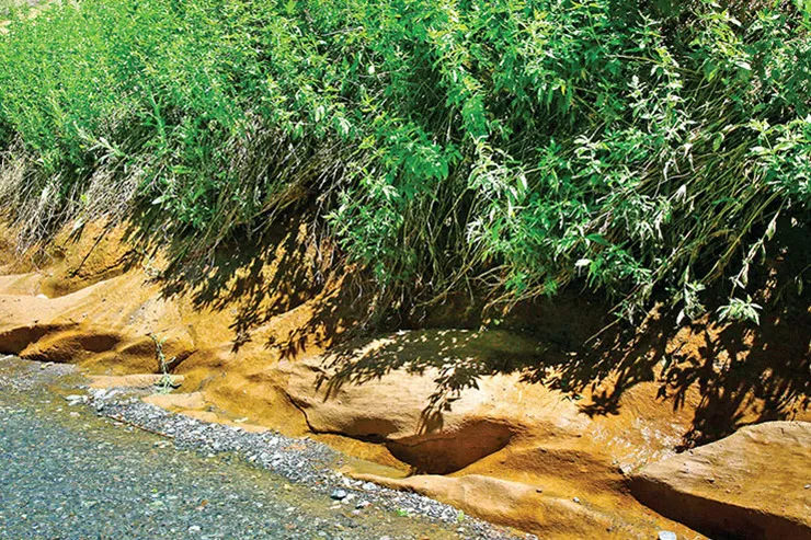 طبیعت گردی با طعم گیلاس
