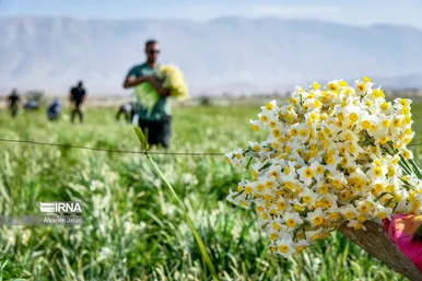 ایران زیباست | نرگس‌زارهای کازرون