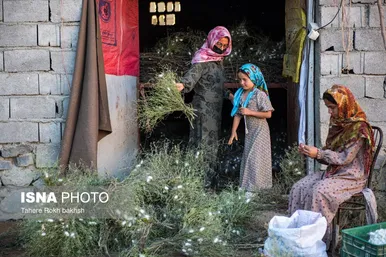 گزارش تصویری | نوغانداری، تولید ثروت از کرم ابریشم