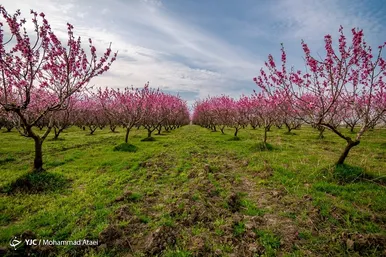 رنگ و بوی شکوفه های بهاری در رامیان گلستان
