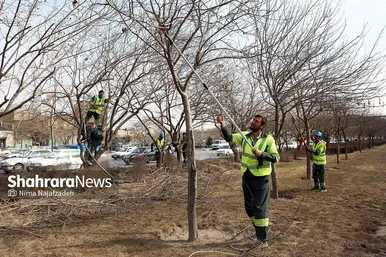 هرس درختان در مشهد چند قدم مانده به بهار