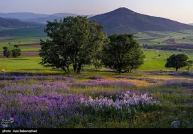ایران زیباست | دشت گل&zwnj;های بنفش در شهرستان خرم آباد