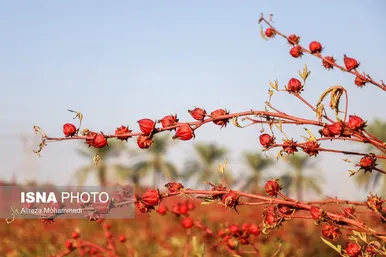 ایران زیباست | برداشت چای ترش در شهرستان کارون