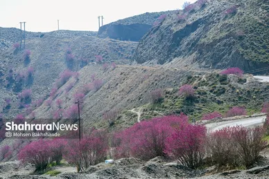 ایران زیباست | «ارغوان» پنجه‌ی خونین زمین
