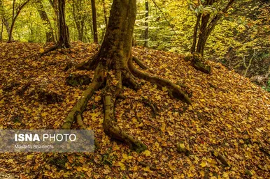 ایران زیباست | پاییز فصل رنگ و نور