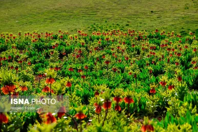 ایران زیباست | دشت لاله‌های واژگون کوهرنگ