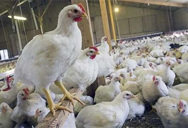 خریداری ۳۵۰ تن گوشت مرغ از مرغداران خراسانی