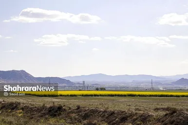 گزارش تصویری | مزارع «کلزا» در نزدیکی مشهد