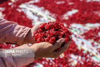 ایران زیباست | برداشت چای ترش در شهرستان کارون