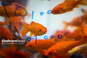 نمایشگاه فروش بهاره و عرضه مستقیم کالا