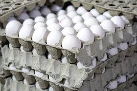 گرسنگی مرغ&zwnj;ها عامل گرانی تخم&zwnj;مرغ است