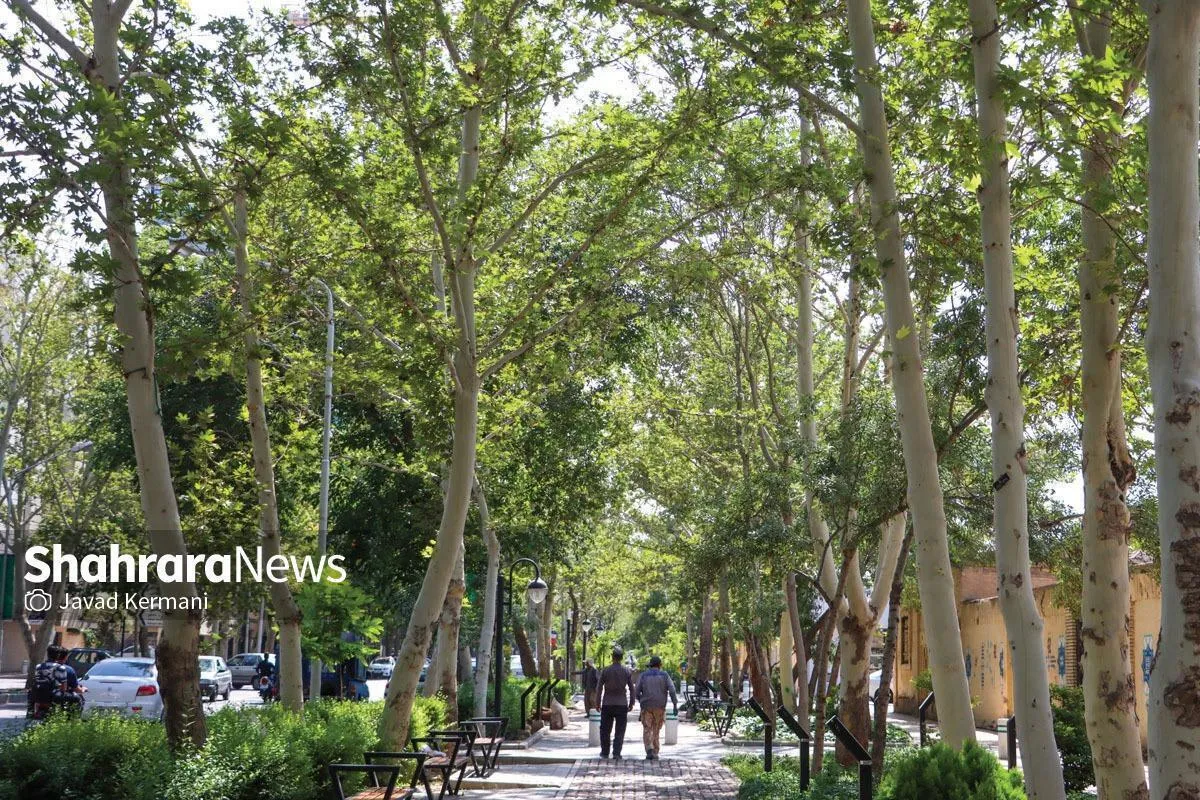 زوال تدریجی درختان چنار‌ خیابان کوهسنگی مشهد