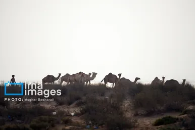 گزارش تصویری | حمام شترها در جزیره قشم
