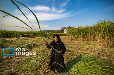 گزارش تصویری | برداشت نیشکر از زمین های استان مازندران