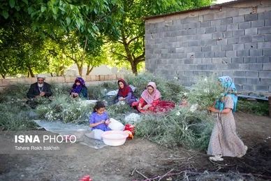 گزارش تصویری | نوغانداری، تولید ثروت از کرم ابریشم