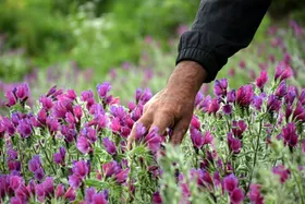 افزایش ۱۷.۵ درصدی کشت گیاهان دارویی در خراسان رضوی نسبت به سال گذشته