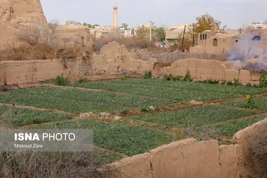 ایران زیباست |  کاشت گل نرگس در یزد