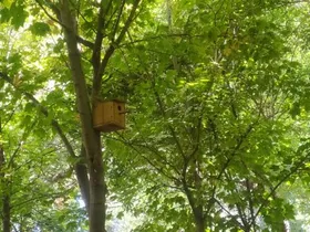 نصب ۴۷۰ آشیانه پرندگان در بوستان&zwnj;های مشهد