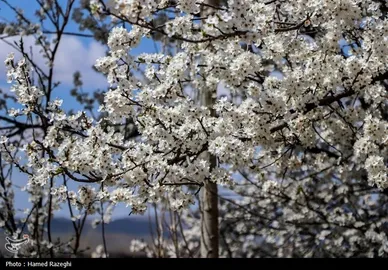 ایران زیباست | طبیعت بهاری ابهر