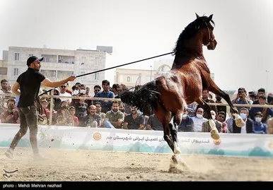 دومین فستیوال کشوری اسب اصیل ایرانی در بوشهر