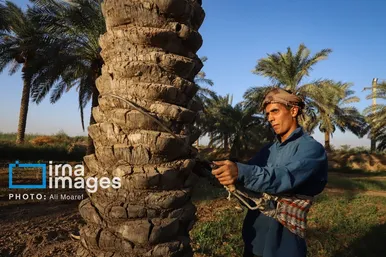 گزارش تصویری | برداشت خرما از نخلستان‌های کارون
