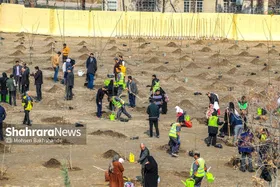 امسال ۲۲&zwnj;میلیون نهال در خراسان رضوی غرس می&zwnj;شود