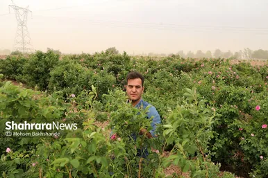 گرد و خاک صبح‌گاهی در مشهد