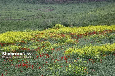 طبیعت زیبای ترکمن صحرا