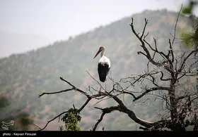 ایران زیباست | لک لک های دشت بیلو - کردستان