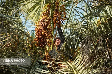 ایران زیباست | برداشت خارَک و رطب - بوشهر