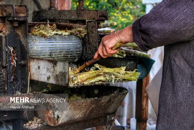 برداشت نیشکر در مازندران