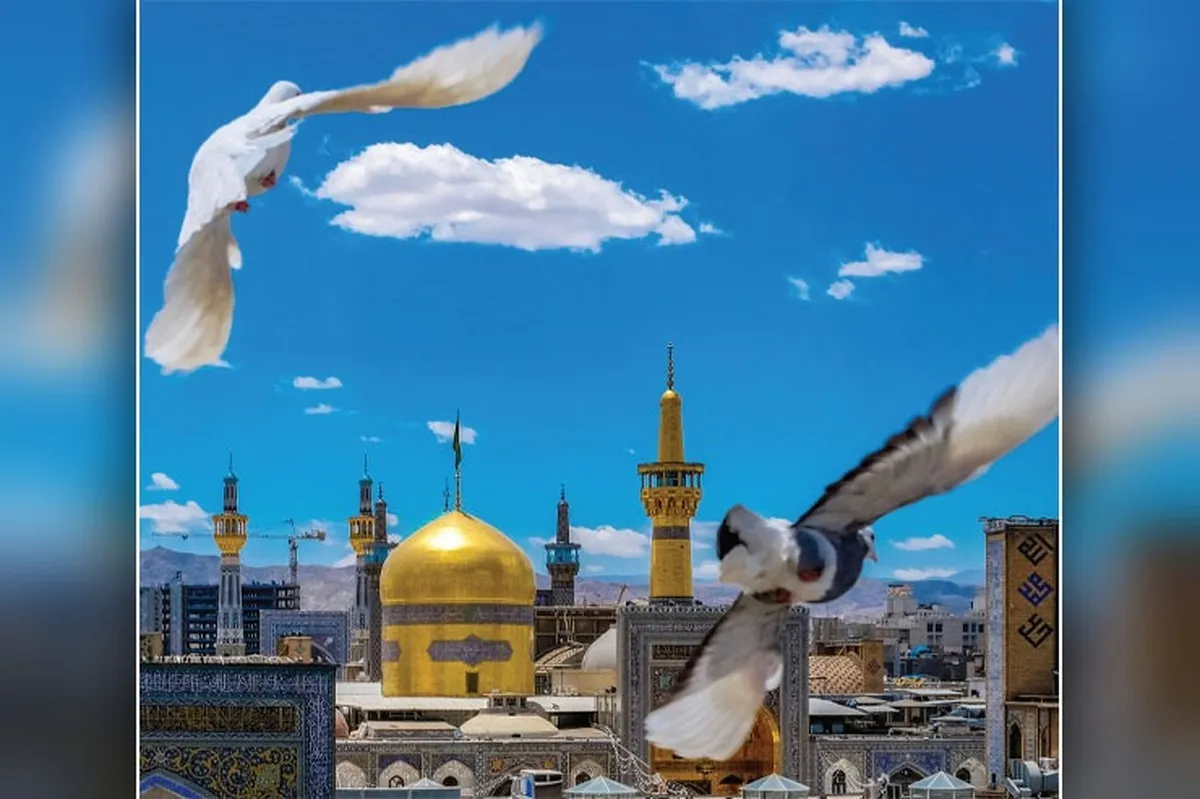 کبوتر‌های یاد و سلام