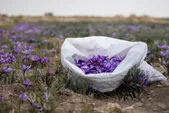 کاهش ۲۰ تا ۳۰ درصدی تولید زعفران در خراسان رضوی
