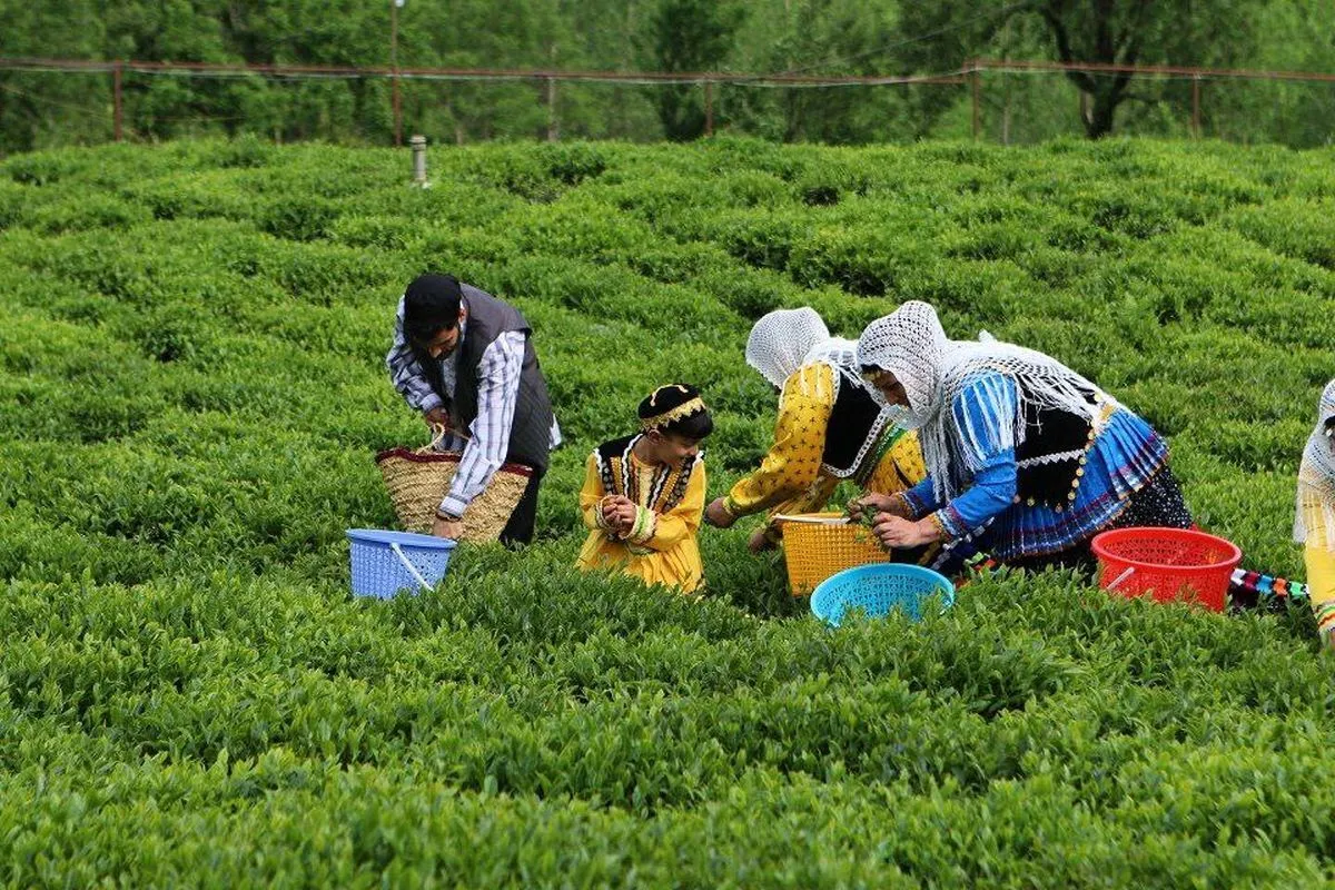 نرخ خرید تضمینی برگ سبز چای اعلام شد