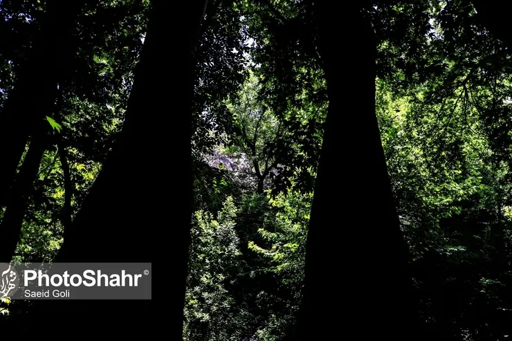امروز برق کدام مناطق مشهد قطع می‌شود؟ (چهارشنبه ۱۲ خرداد)