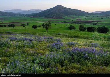 ایران زیباست | دشت گل‌های بنفش در شهرستان خرم آباد